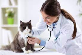 Bringing Your Cat to the Vet