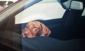 Please Don’t Leave your Pet in a Hot Vehicle!