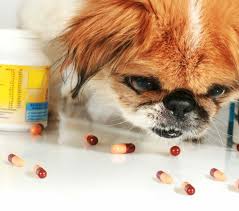 Top 8 human medications poisonous to pets
