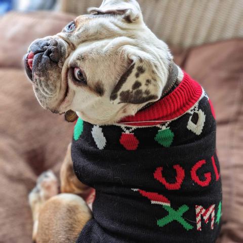 Brutus in his Ugly Xmas Sweater