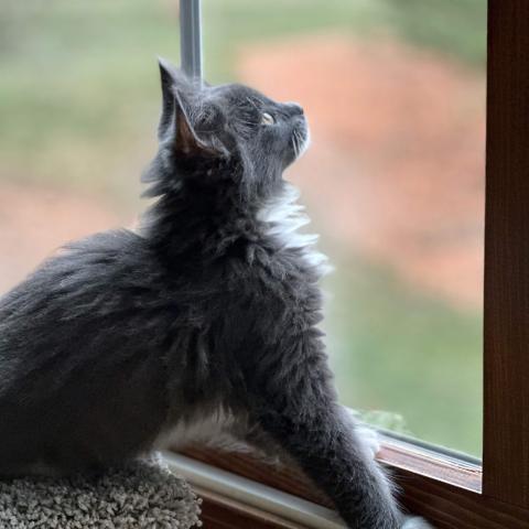 Chloe the Cat in a Window