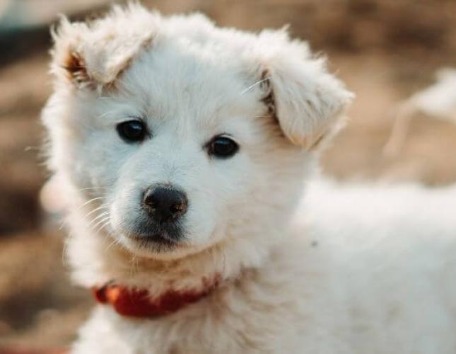 Parvovirus in Puppies: Knowing the Basics