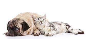 Arthritis in Dogs and Cats