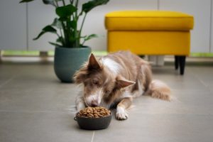 Creekside DOG Feeding Recommendations