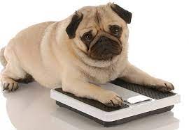 Preventing or Controlling Obesity in Pets