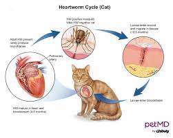 Feline Heartworm Disease is Silently Killing Cats