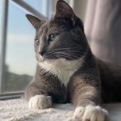 Grey Cat Georgi