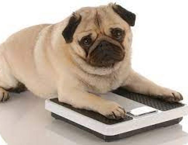 Preventing or Controlling Obesity in Pets