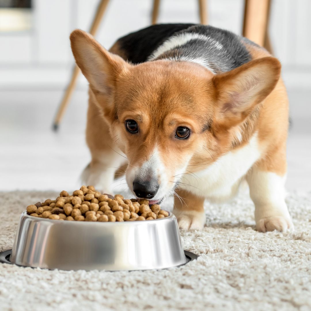 Corgi eating from bowl Corgi eating from bowl