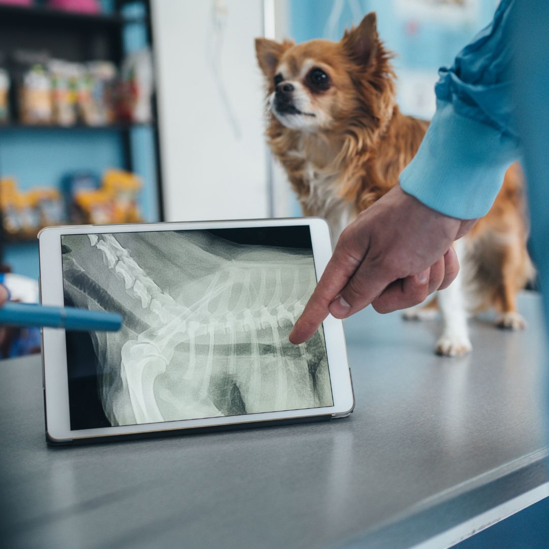 Dog Xray veterinarian Dog Xray veterinarian