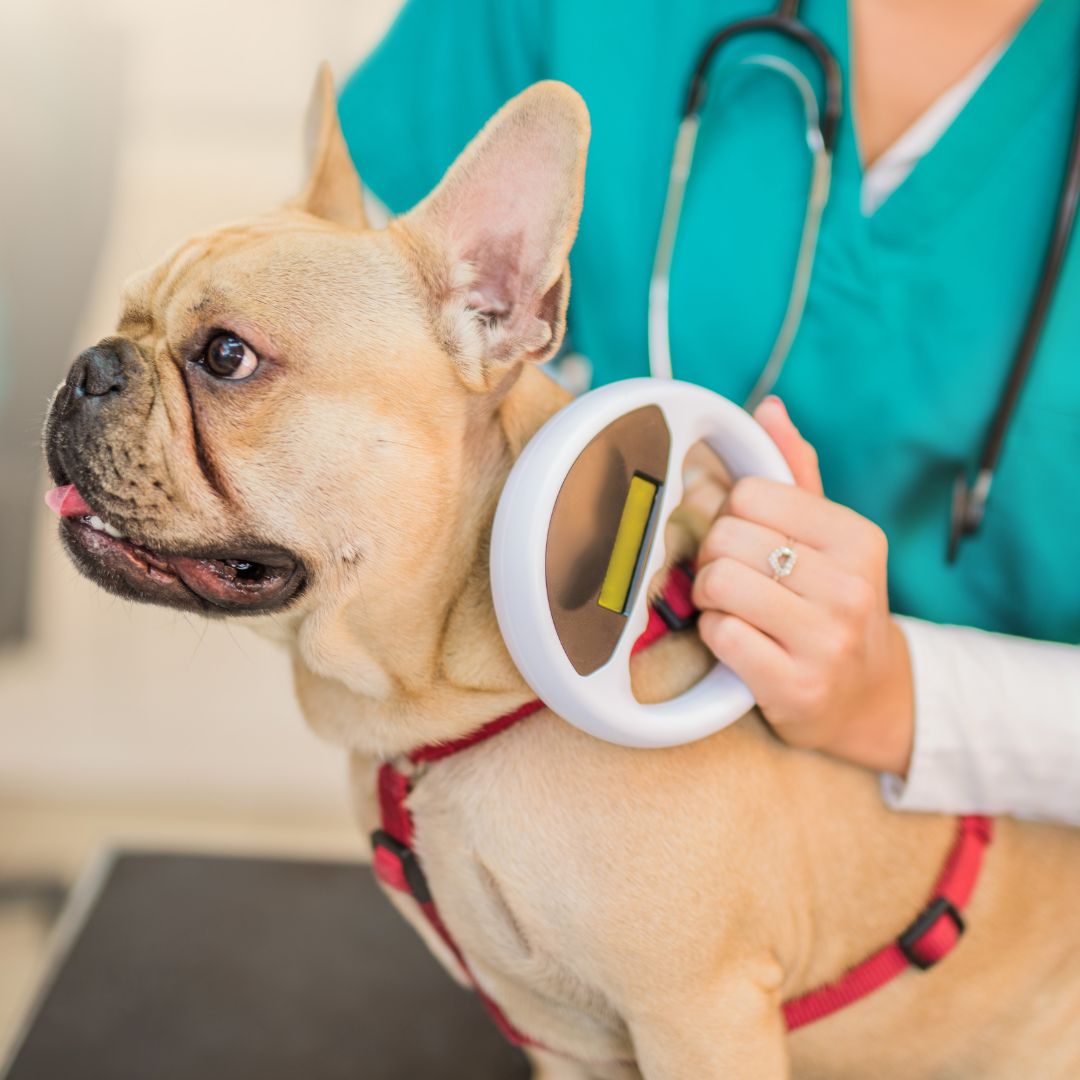 Dog getting microchip scanned