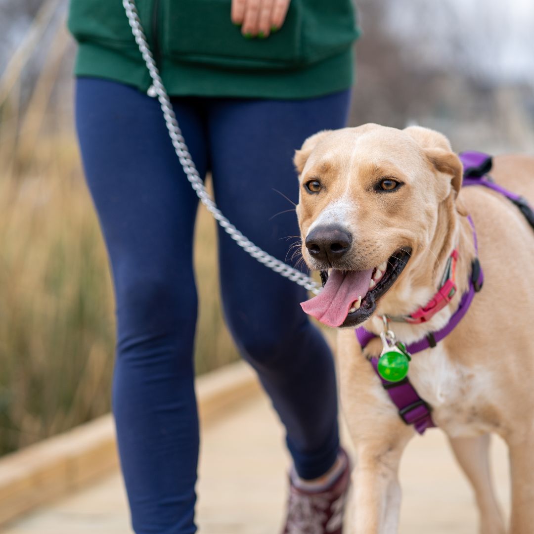Dog walking on leash
