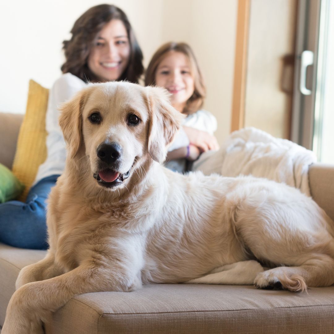 Golden Retriever with family Golden Retriever with family