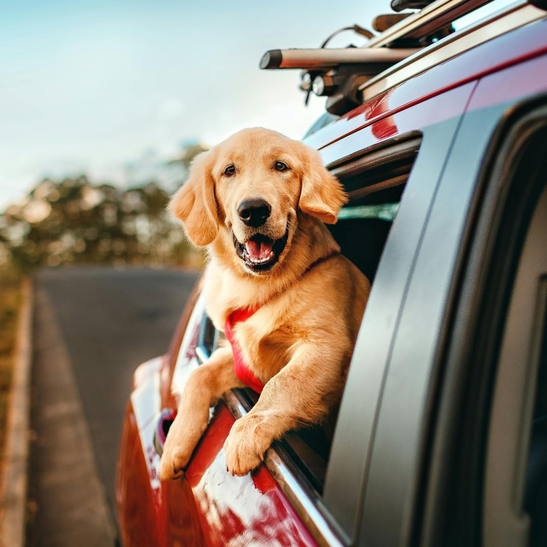 Golden retriever dog car window Golden retriever dog car window