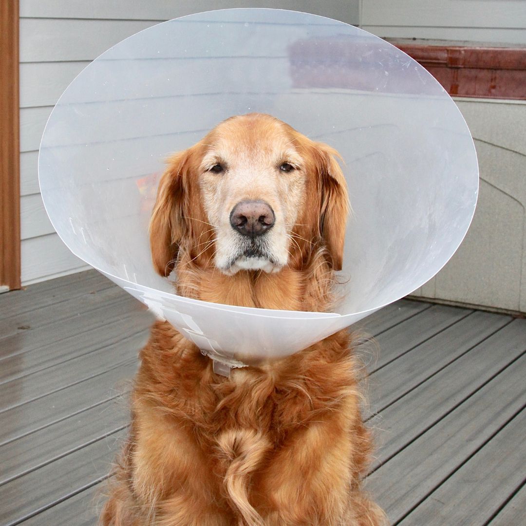 Golden retriever in recovery cone Golden retriever in recovery cone