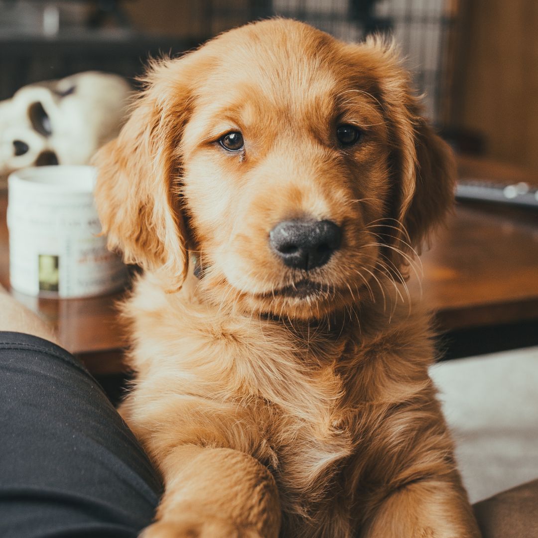 Golden retriever puppy looking forward Golden retriever puppy looking forward