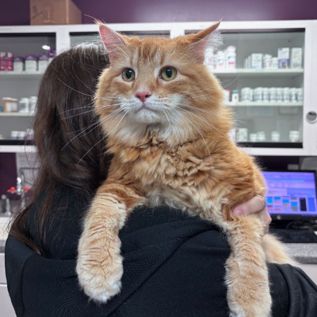 Orange fluffy cat vet visit
