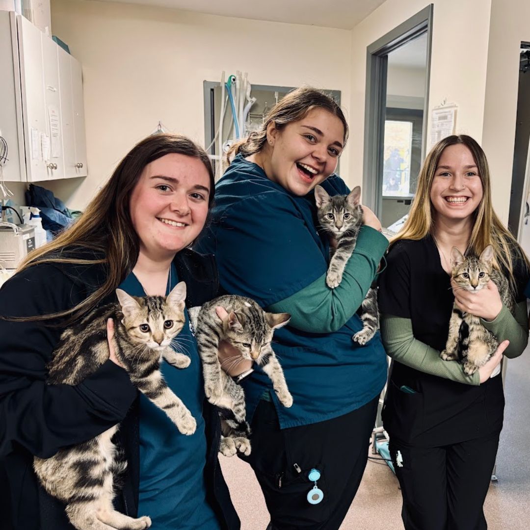 Three women holding kittens