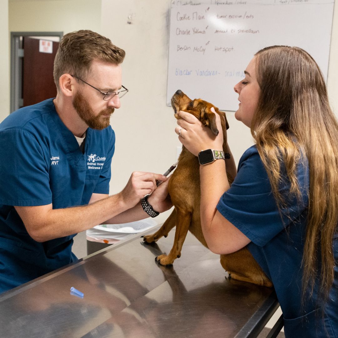 Vet taking dog blood Vet taking dog blood