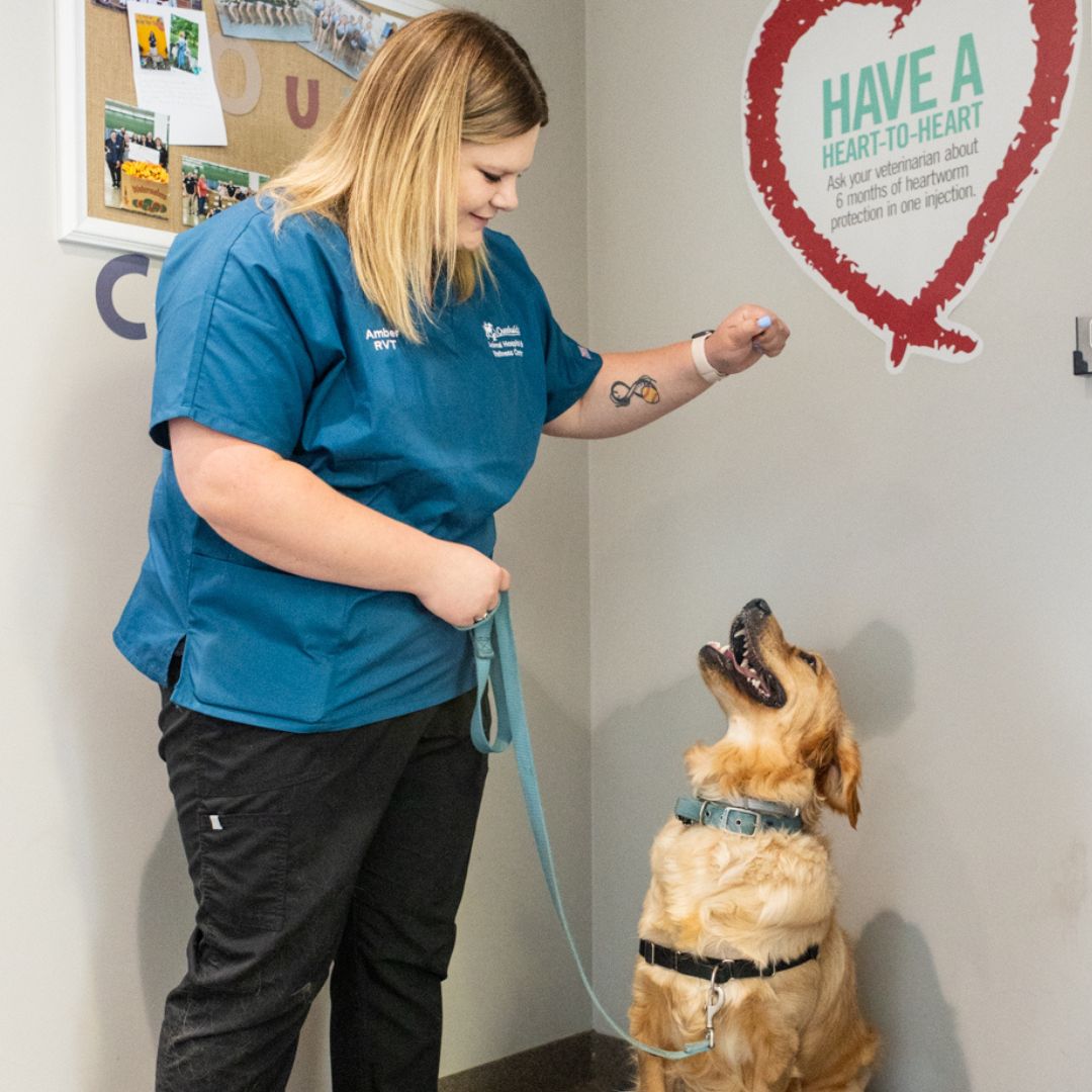 Vet tech training golden retriever Vet tech training golden retriever