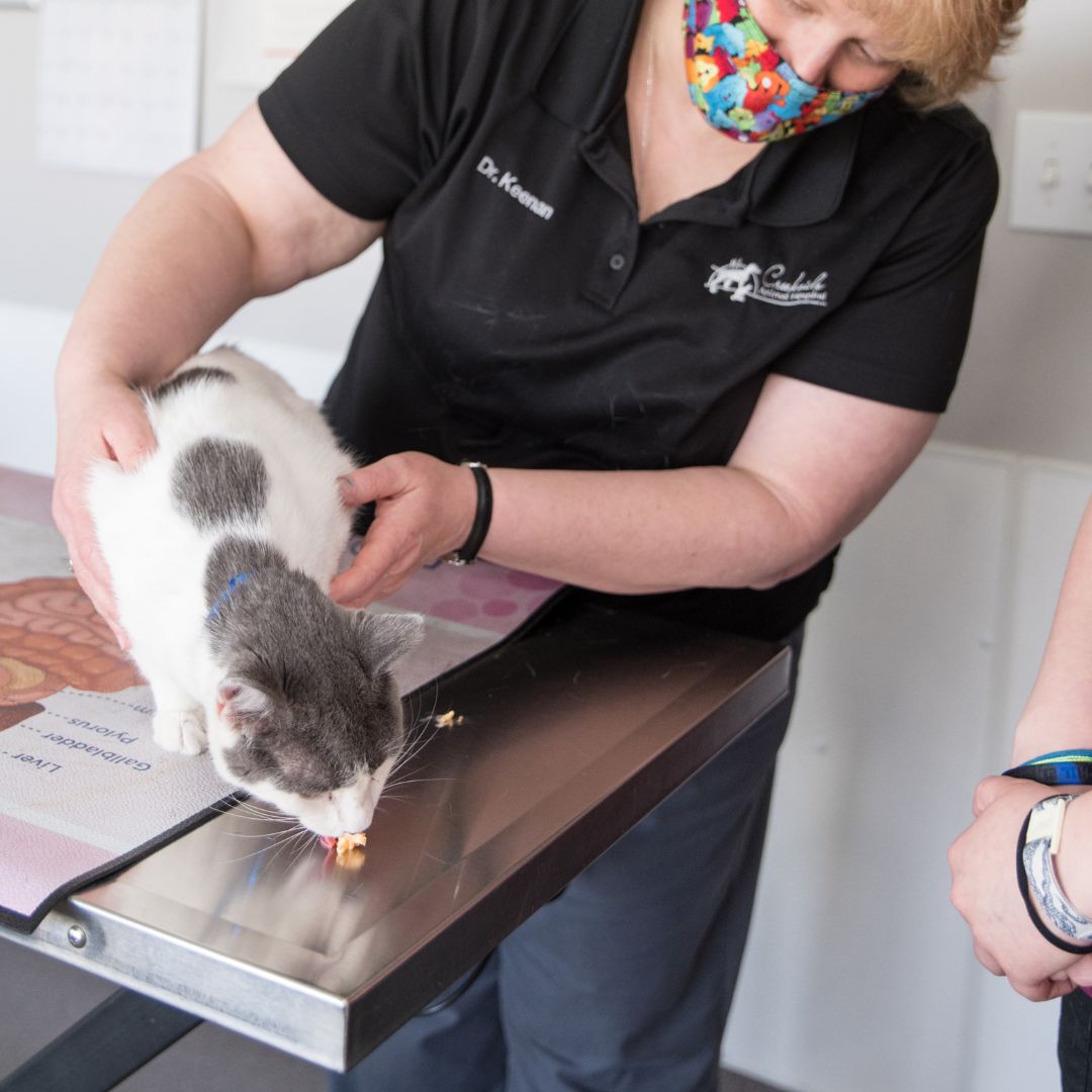 Veterinarian examining eating cat Veterinarian examining eating cat
