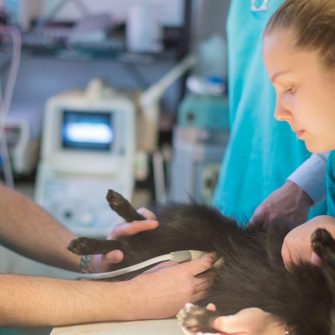 Veterinarians performing dog ultrasound Veterinarians performing dog ultrasound