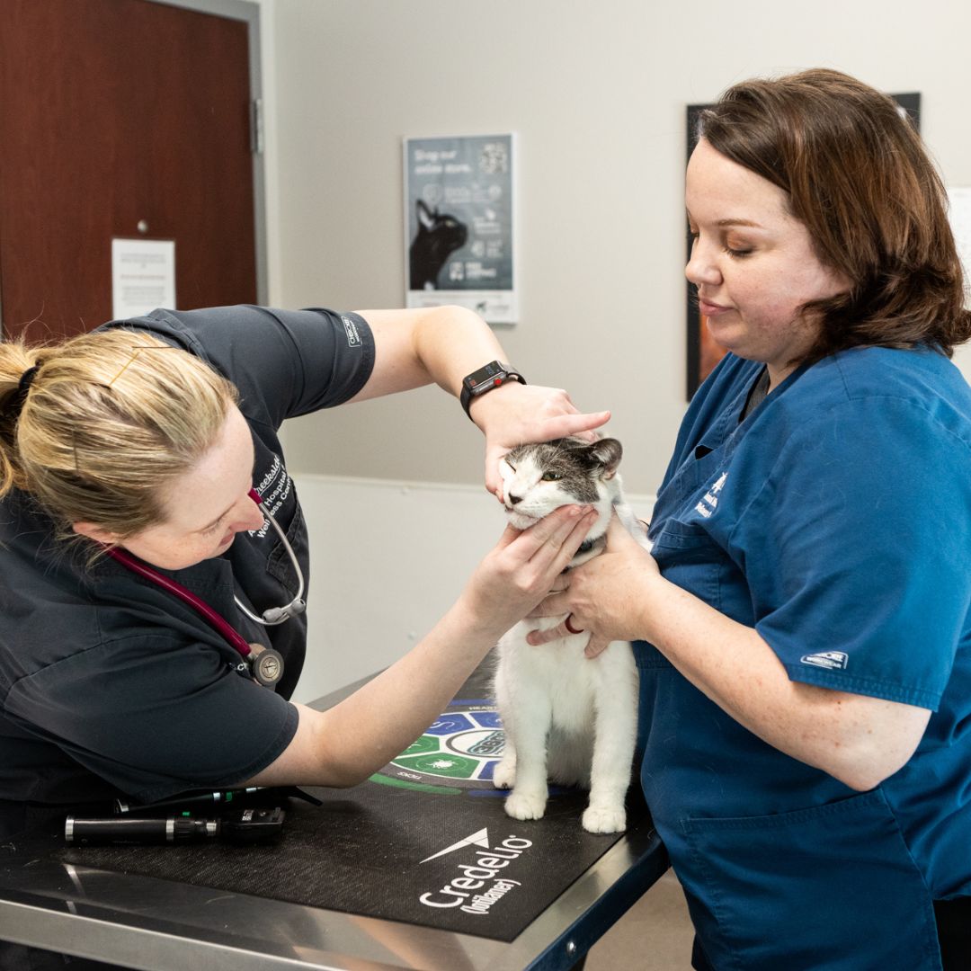 Vets examining cat eyes Vets examining cat eyes