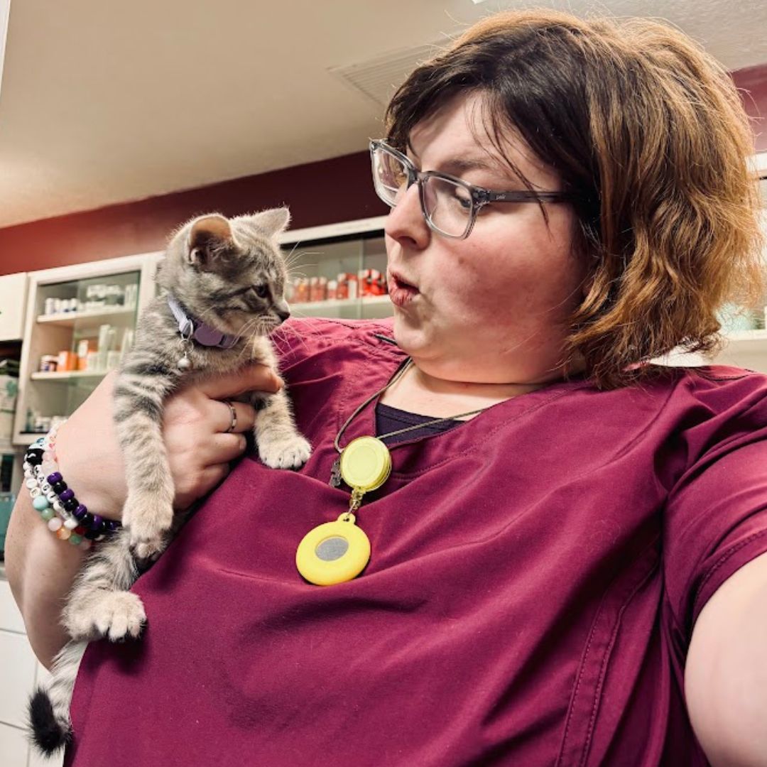 Woman holding tabby kitten Woman holding tabby kitten