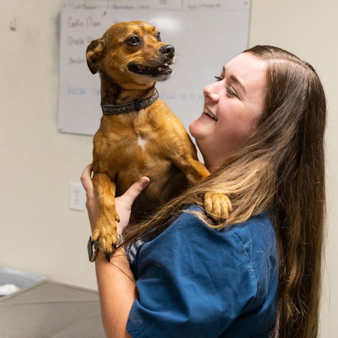 Woman veterinarian holding dog