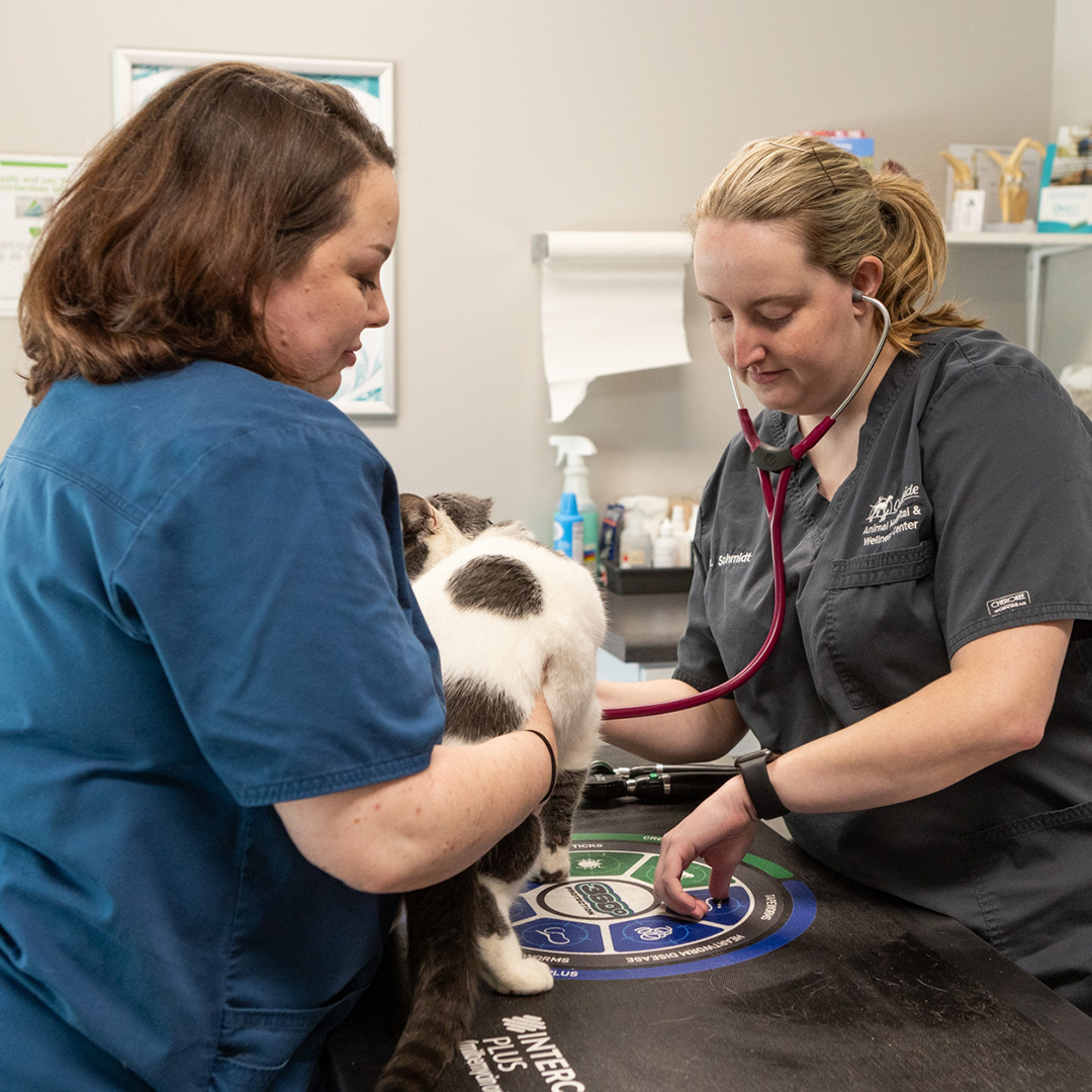 vets-and-cat-wellness-exam corner of modern building