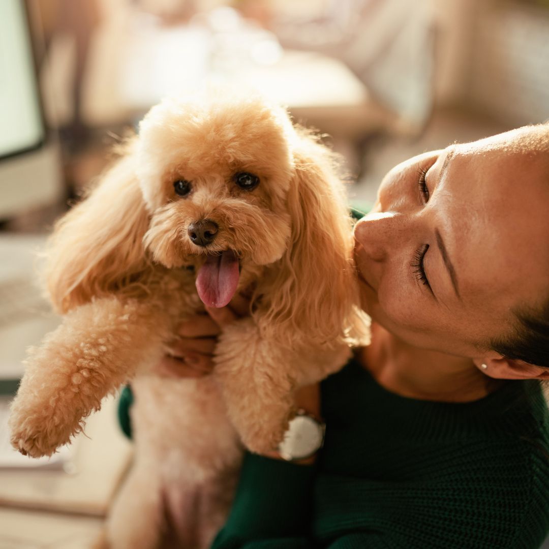 woman kissing happy poodle woman kissing happy poodle