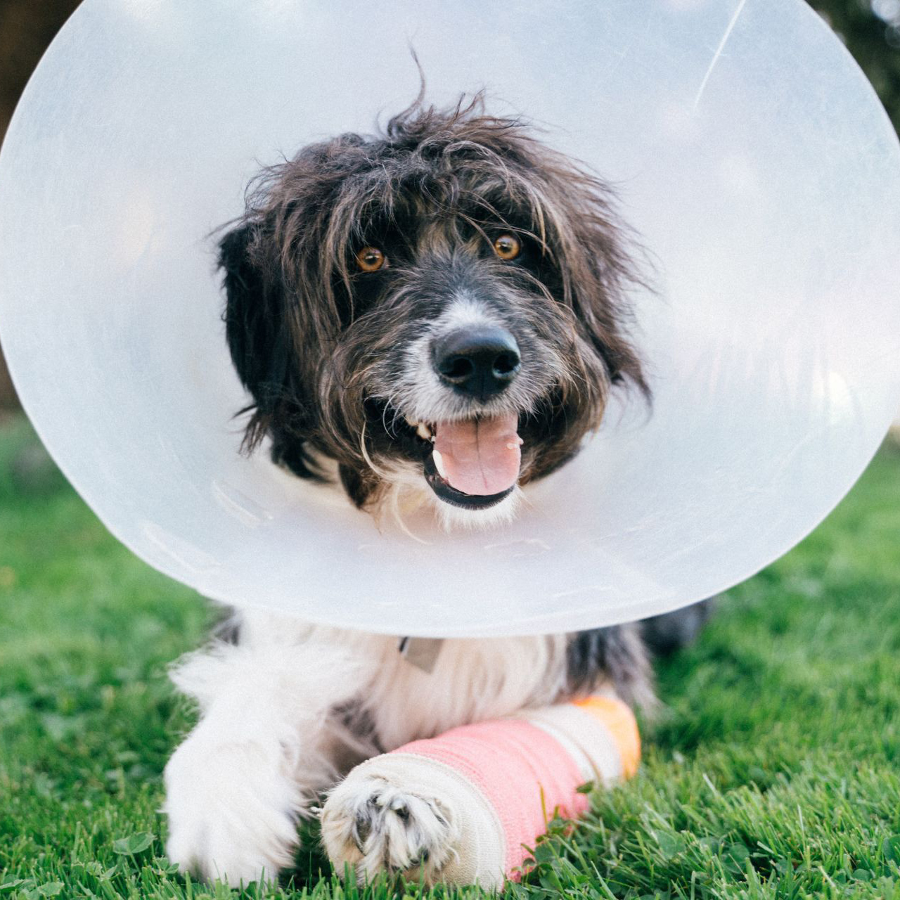 Shaggy black and white dog wearing a cone and lying on grass. Its leg is wrapped in a pink cast. 