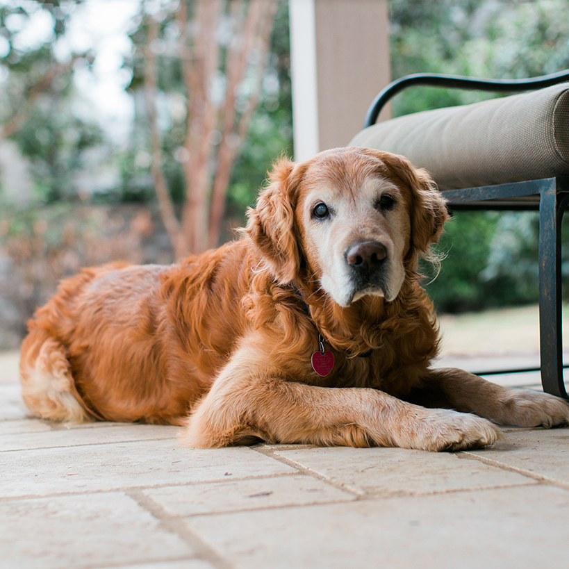 Golden Retriever Dog Golden Retriever lying on a patio with a relaxed expression