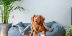 Dog with blanket on dog bed