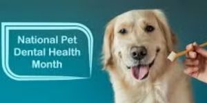 national pet dental health month graphic