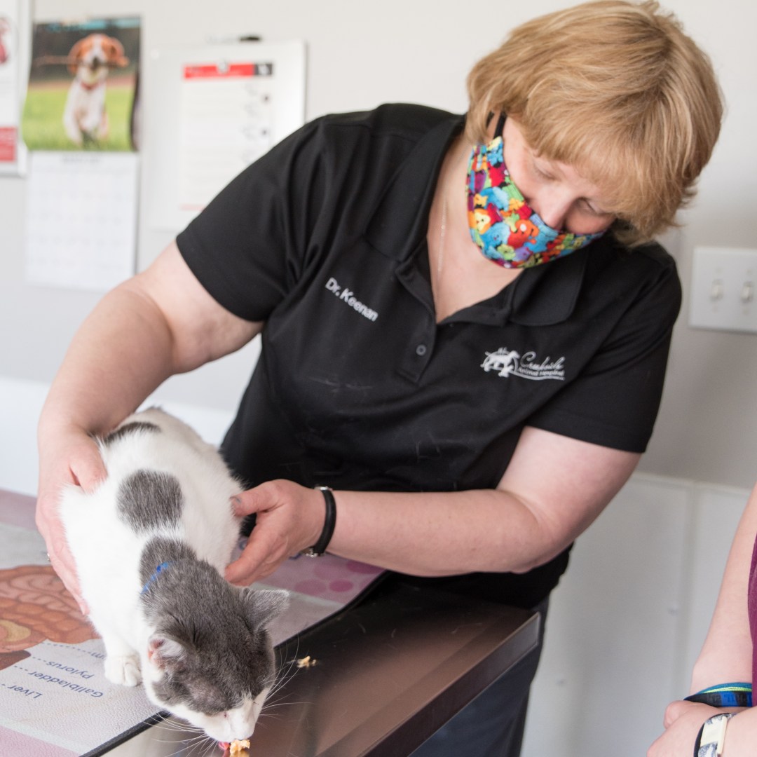 Vet examining cat Vet examining cat