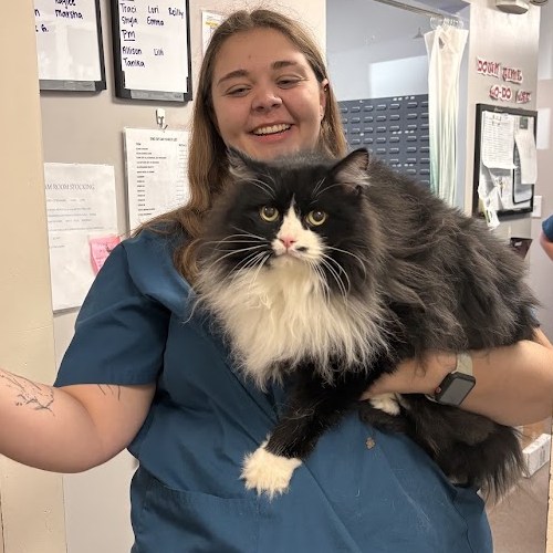 Woman holding fluffy black cat Woman holding fluffy black cat