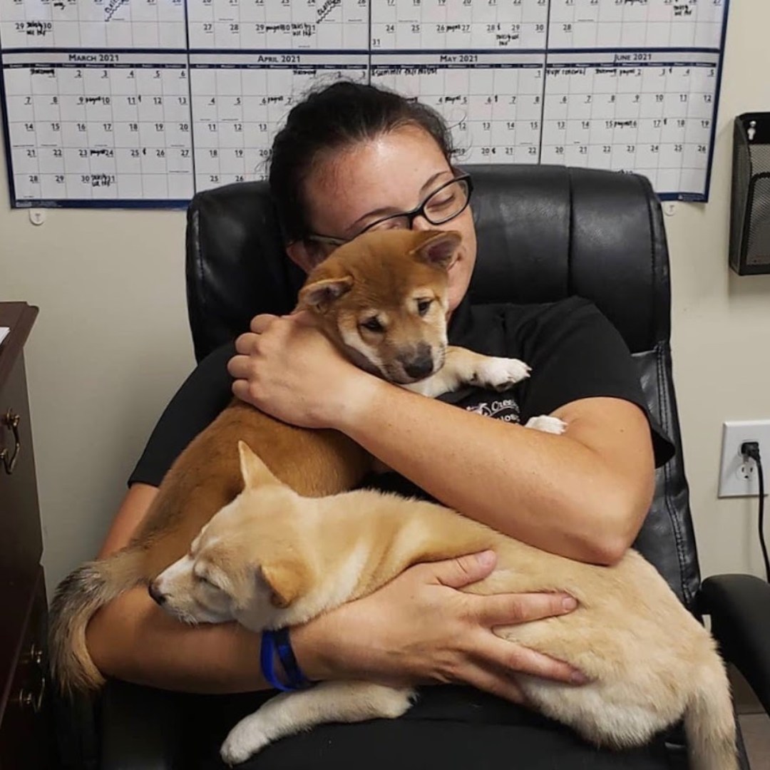 Woman hugging two puppies Woman hugging two puppies