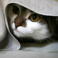 cat hiding under blanket