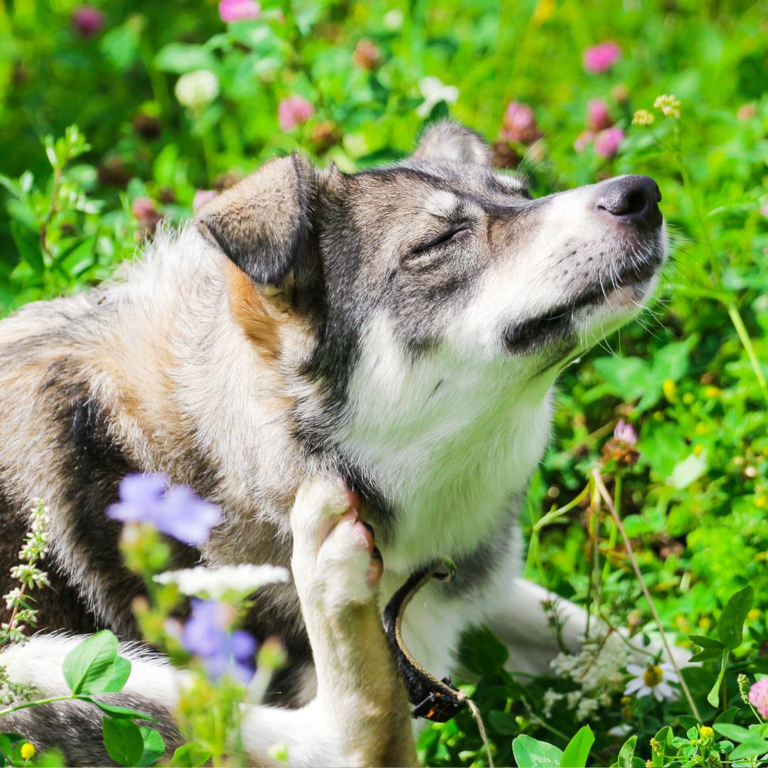 dog-itching-ear A dog with closed eyes scratches its neck with a hind leg