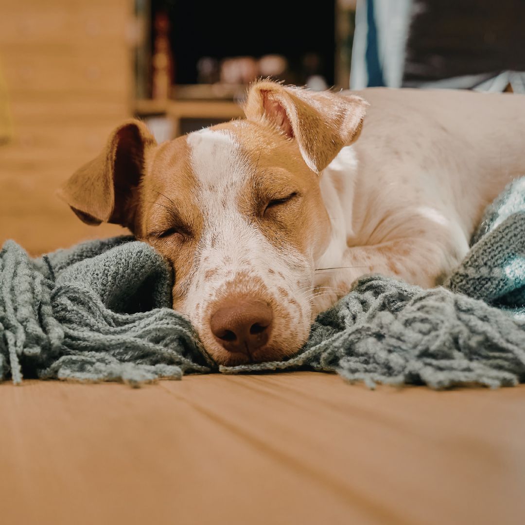 dog-resting A brown and white dog peacefully sleeps with its head resting on a cozy green blanket.