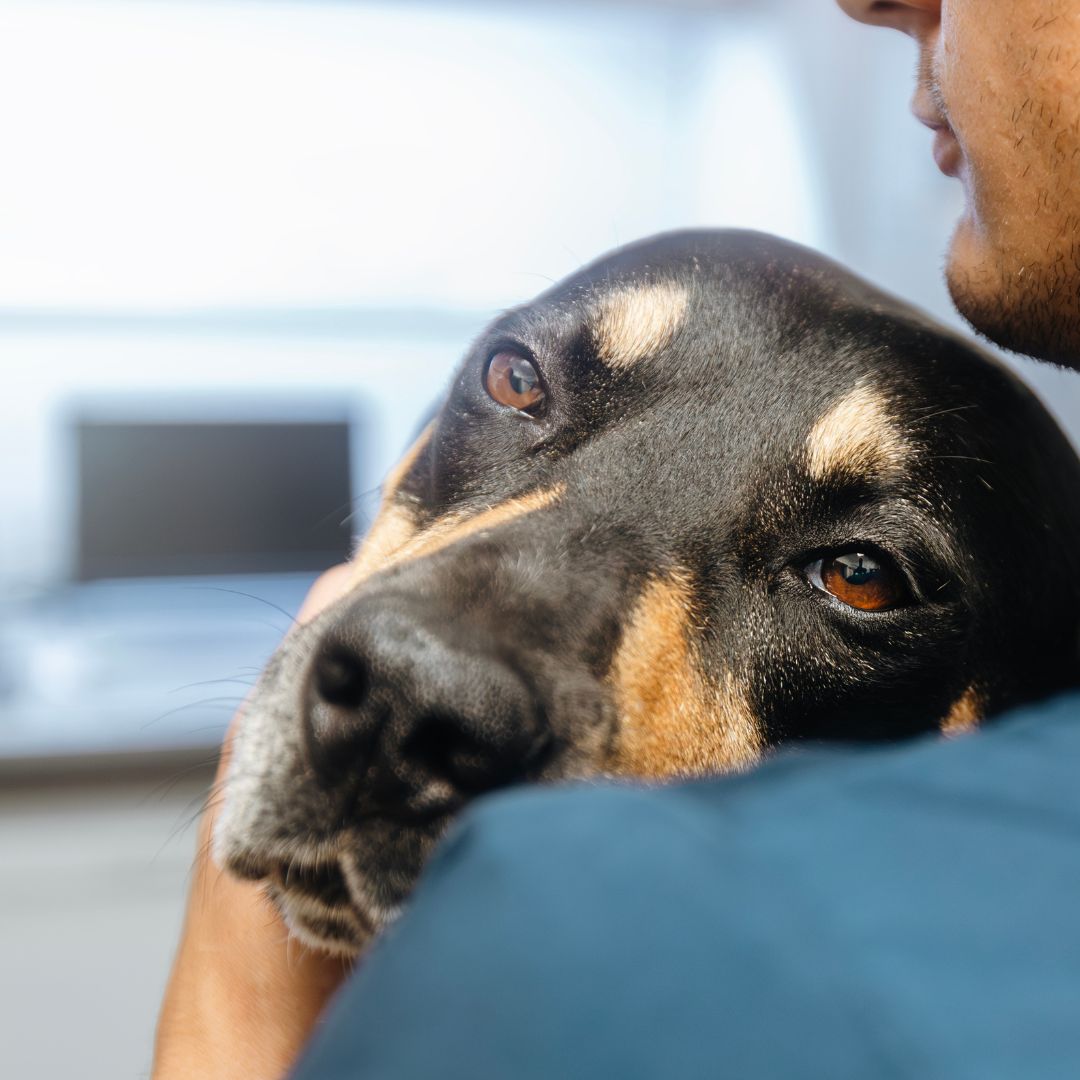 dog-sad A dog with brown eyes rests its head on a person's shoulder