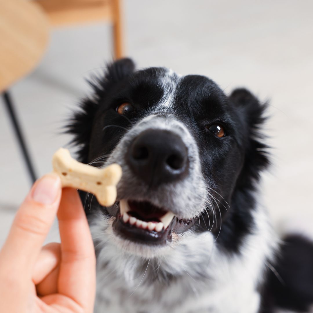 dog-treat (1) A black and white dog eagerly looks at a bone-shaped treat held by a hand.