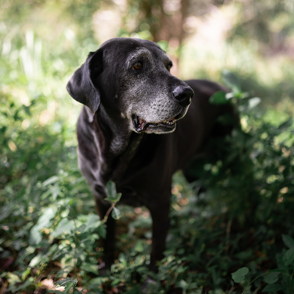 Beautiful old black dog posing in the nature A gray-muzzled black dog stands alert in a lush, sunlit garden, surrounded by green foliage.