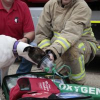 firefighter dog oxygen mask