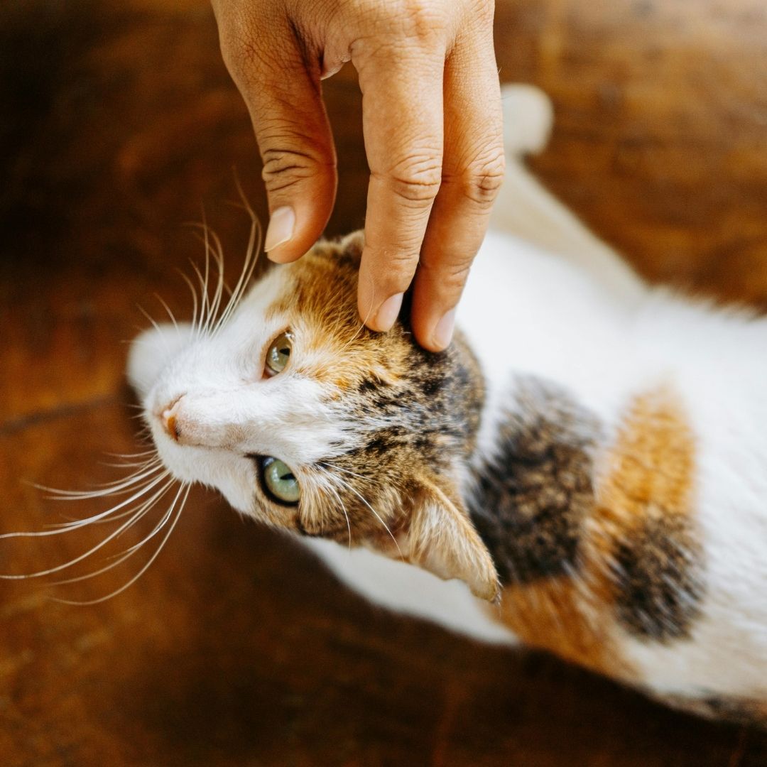 pet-parasite-control A hand gently pets a calico cat lying on its back on a wooden surface