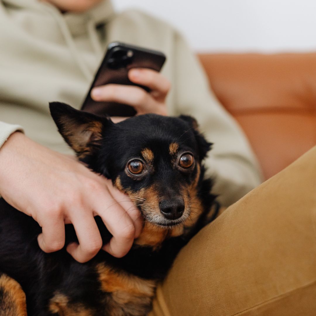 specials-our-app A small black and brown dog sits on a owner's lap, while they are using a smartphone and gently petting the dog.