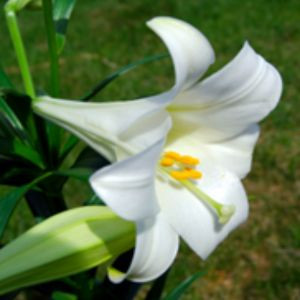 white easter lilies blossom