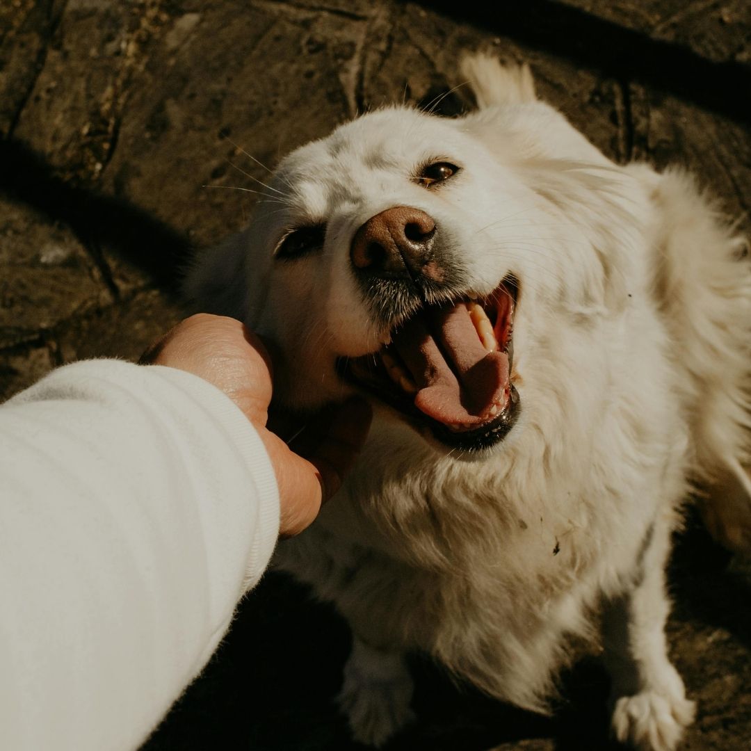 white-pet-in-care A white dog with its mouth open wide looks up at a person's hand reaching down to pet it