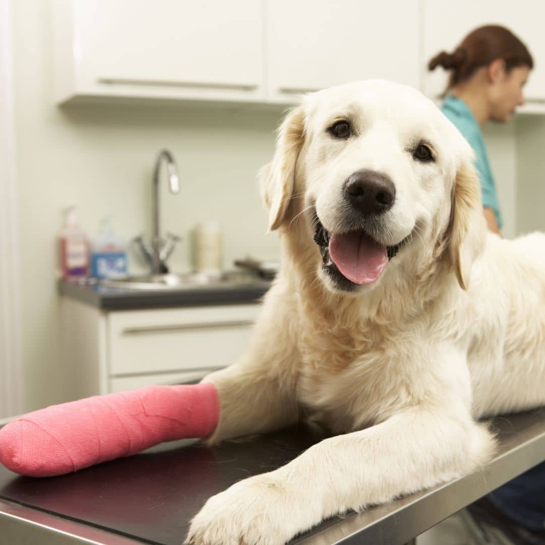 Dog Xray veterinarian